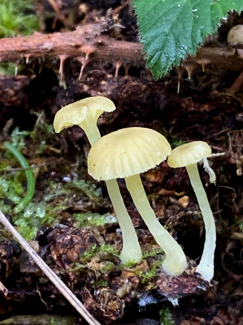 Photo ©Chris Grimbly Chrysomphalina grossula by Chris Grimbly